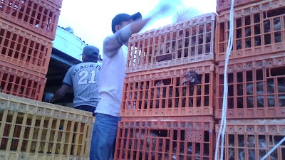 Photos of Ternak Ayam