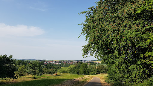 Alte Kirschbäume - Thumbnail