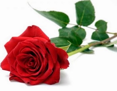 Photos of The Red Petal Florist