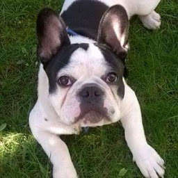 Photo n°22 de Sarl Pattes Et Patee à Contes ()