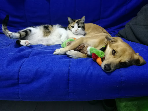 Clinica Veterinaria San Leonardo - Thumbnail