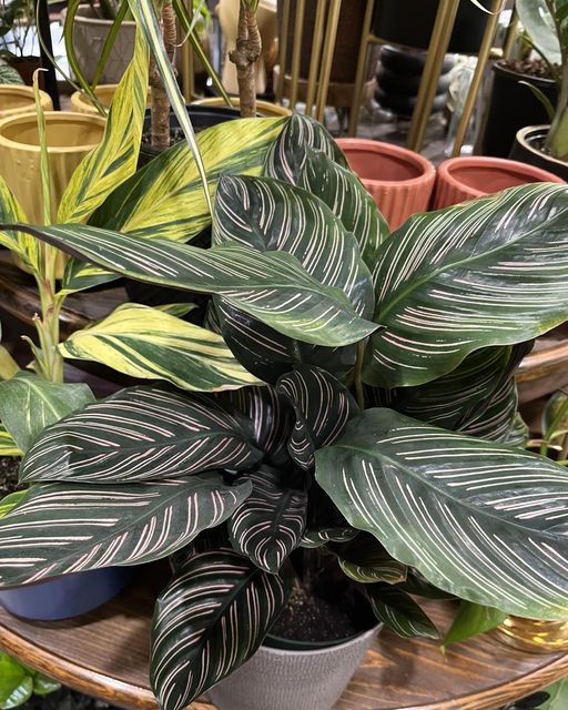 Plant Parlor