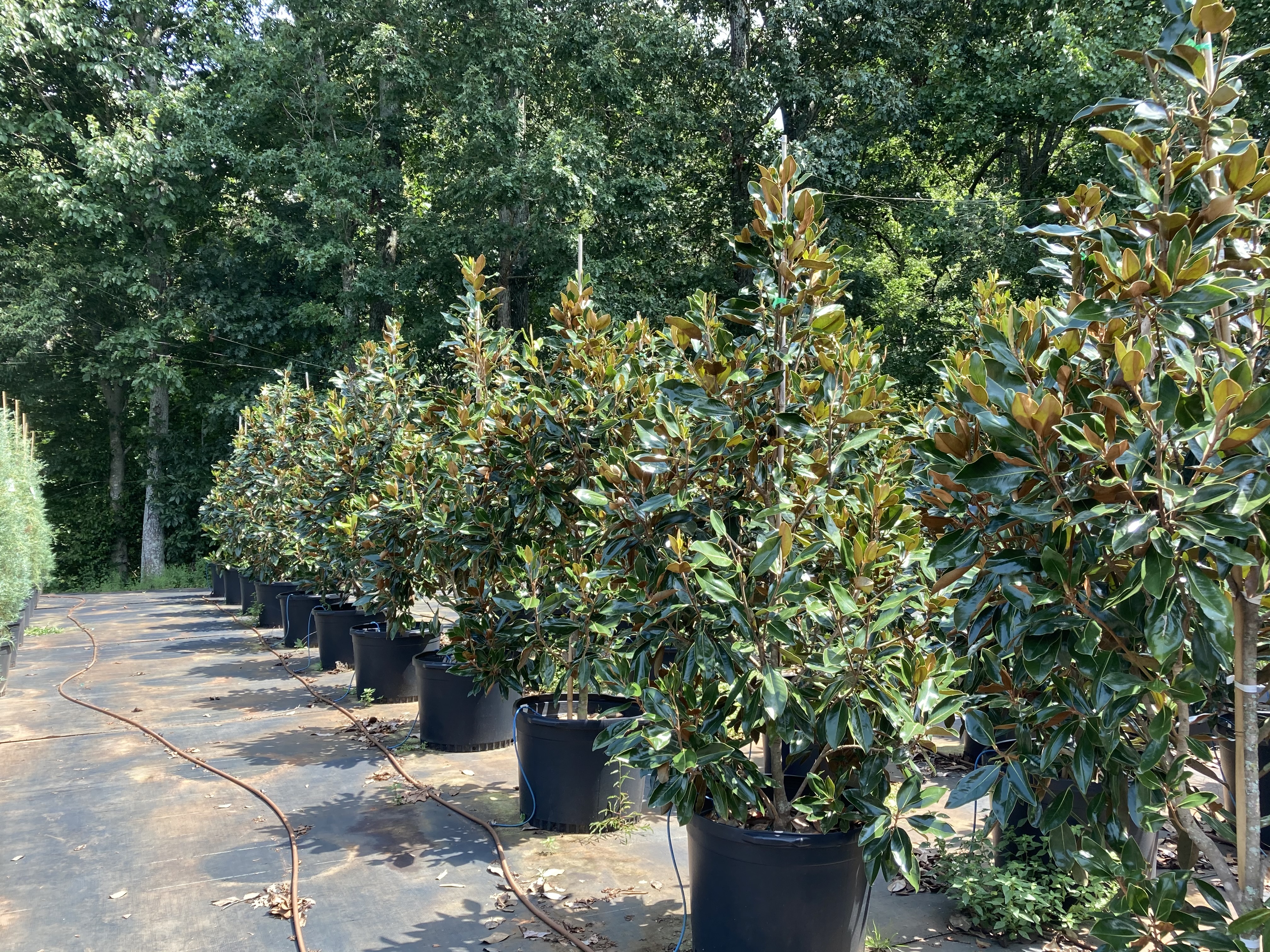 Fairways Nursery, Inc.