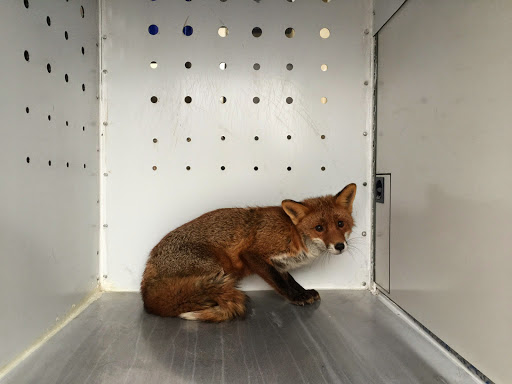 Animal Control Service - Fachdienst für Gefahrenabwehr und Tierschutz