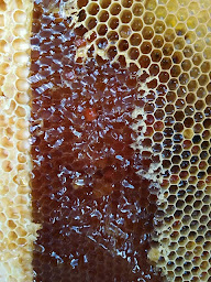Photo n°2 de Les Abeilles de Mireille à Aiguines (Miellerie)