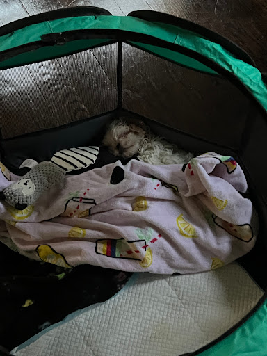 Suffolk Puppies For Sale - Thumbnail