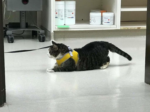 Riverview Animal Clinic - Thumbnail