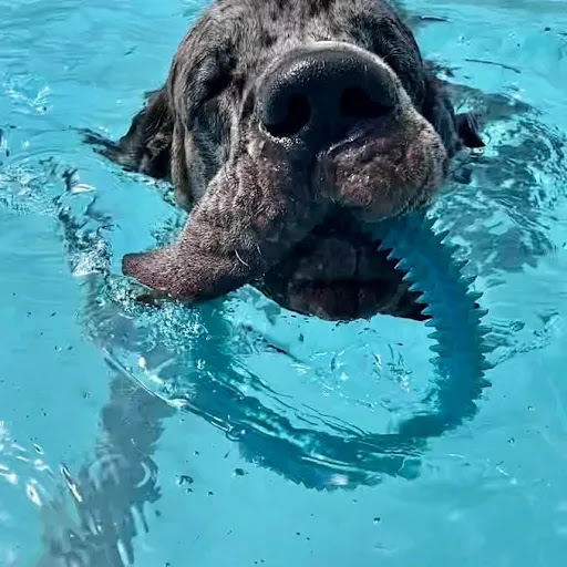 Wellness Dog - Visual