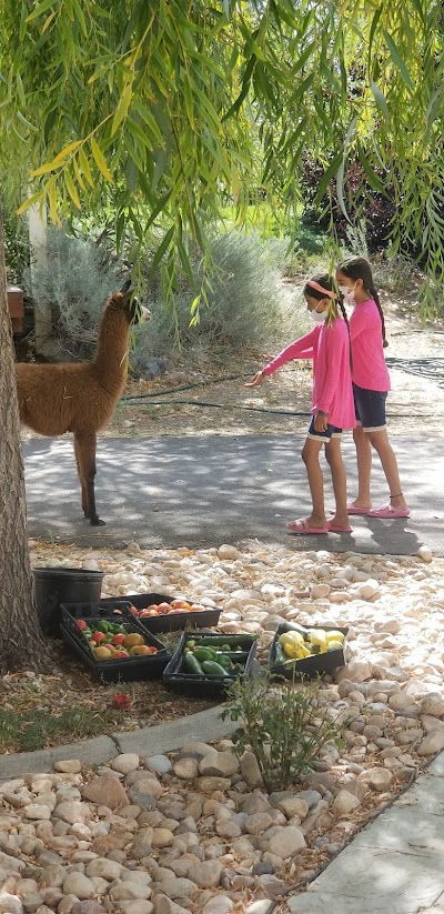 Utah Valley Llamas