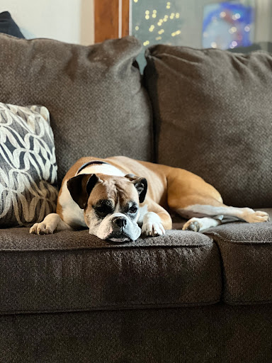 Osage Veterinary Clinic PC - Thumbnail