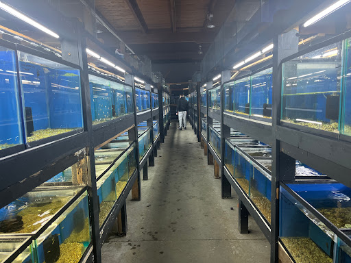 Fish Addicts - Visual