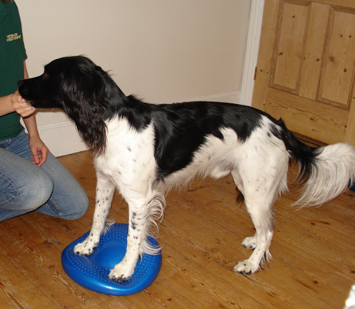 Vet Physio: K9 rehabilitation Sarah Long - Thumbnail