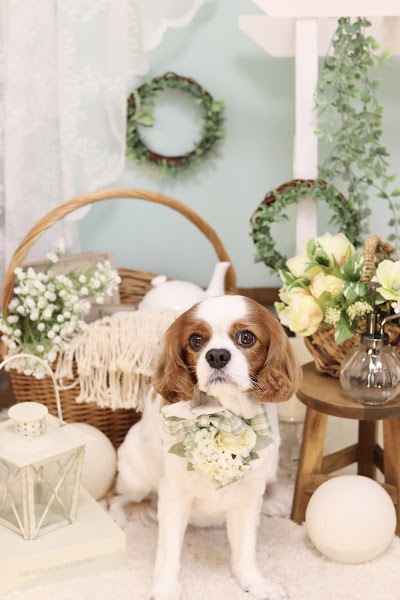 ドッグサロン リリー