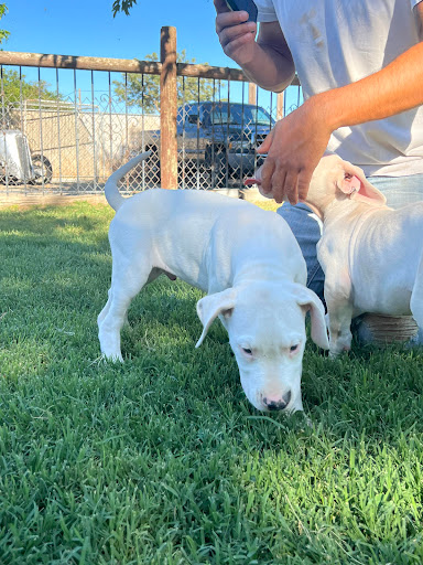 Dogo Argentino of California Gallery - United States