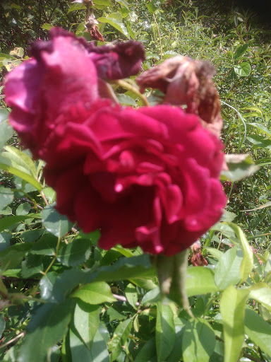 Le Jardin de la Bastide - Thumbnail