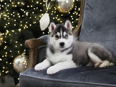 Siberian Husky Puppies For Sale |Adoption | Noble Siberian Huskies