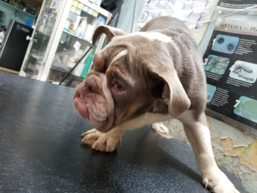Consultorio Veterinario Wameru - Thumbnail