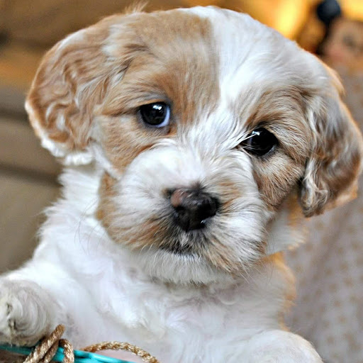 Doylestown Animal Medical Clinic