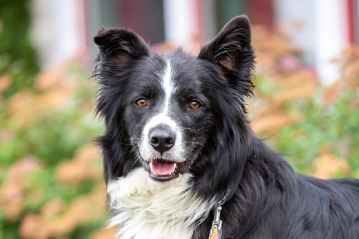 Spay Neuter Clinic at the Stratford Perth Humane Society