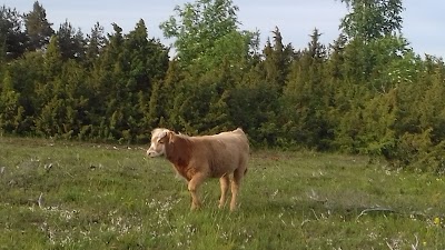 Photos of Rumpo linnuvaatlusplatvorm