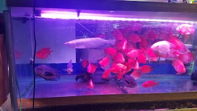 New Lucky Fish Aquarium & Pet Supply