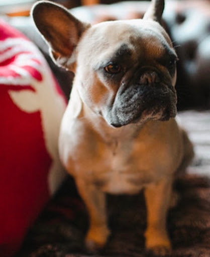 Cameron Medical Center for Animals - Thumbnail