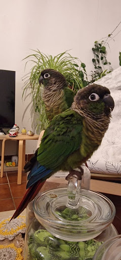 Dr. med. vet. Julia Böhme Tierarztpraxis für Vögel und Reptilien Logo