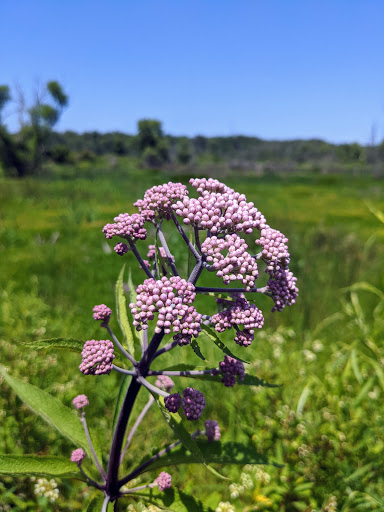 Indiana Dunes National Park Great Marsh Trail - Thumbnail