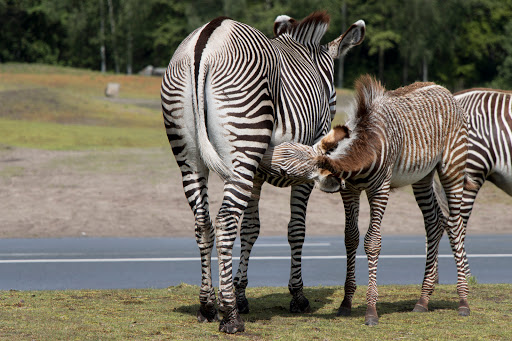 Hilvarenbeek, Safaripark - Thumbnail