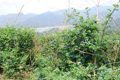 photo of 跳跳生態農場露営蝶豆花