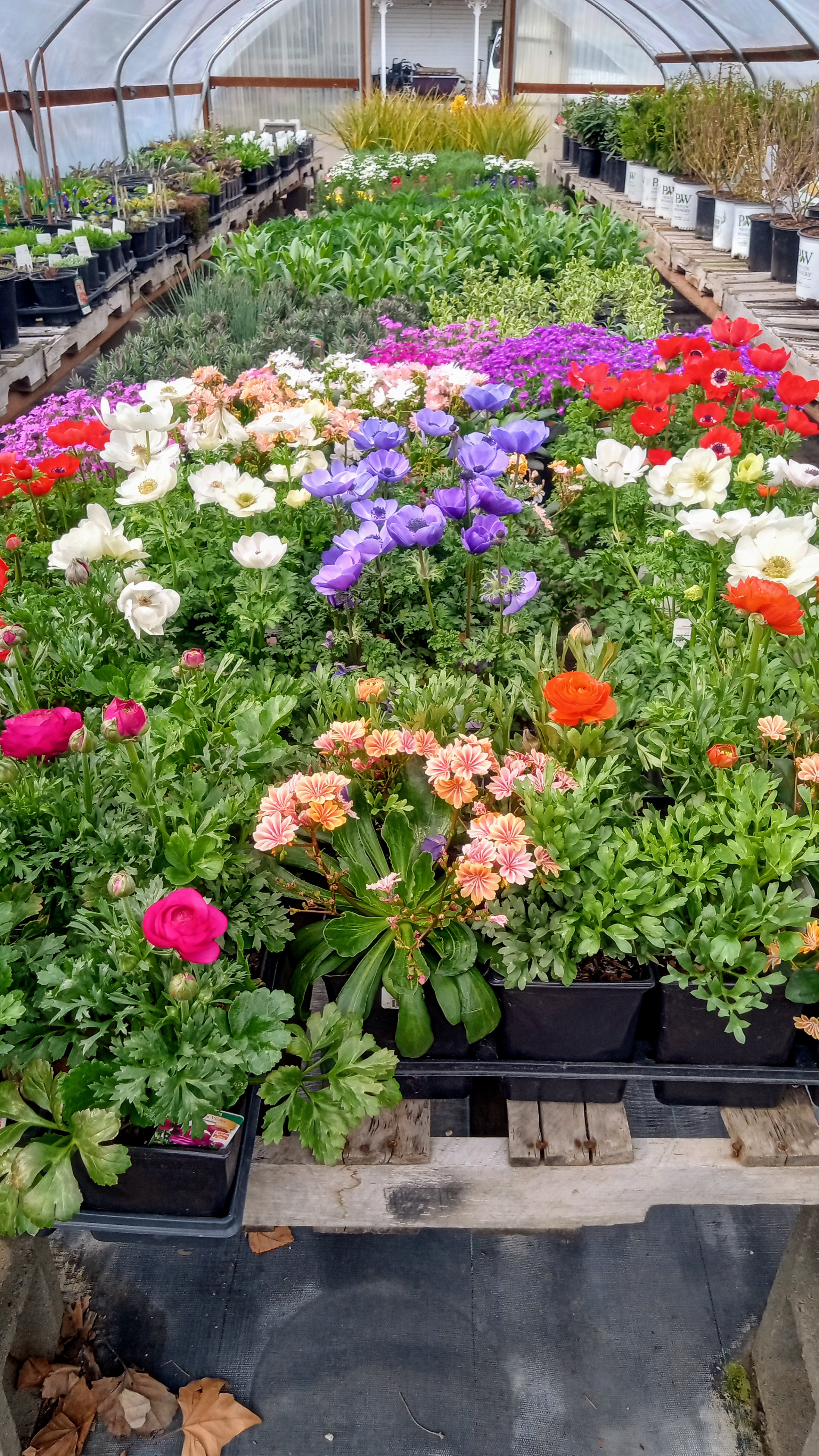 Victorian Gardens Retail Garden Center