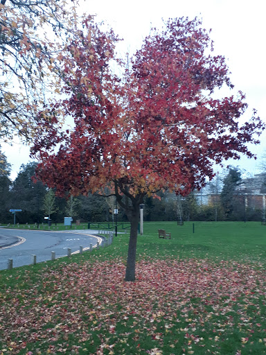 Civic Park, Ashford, Kent - Thumbnail