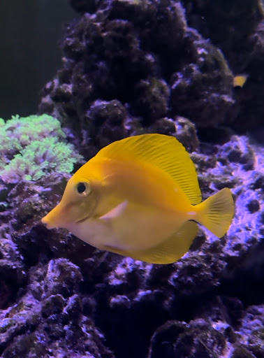 Reef Addiction Marine Aquatics - Thumbnail