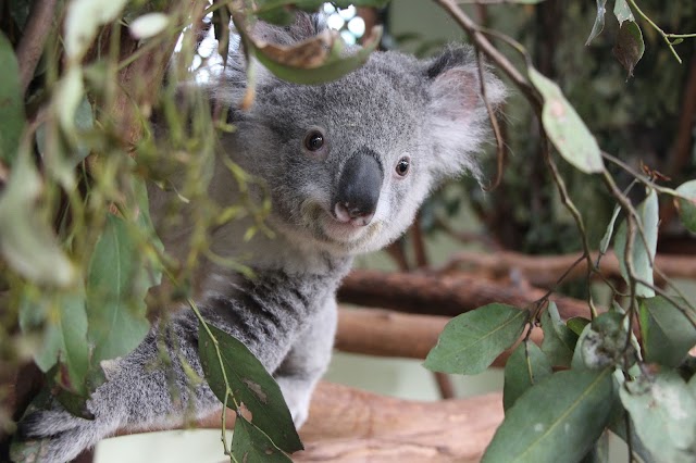 Featherdale Wildlife Park