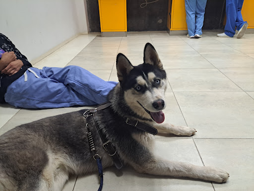 Hospital Veterinario de Pequeñas Especies
