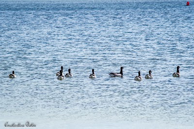 Bullock Cove Marine