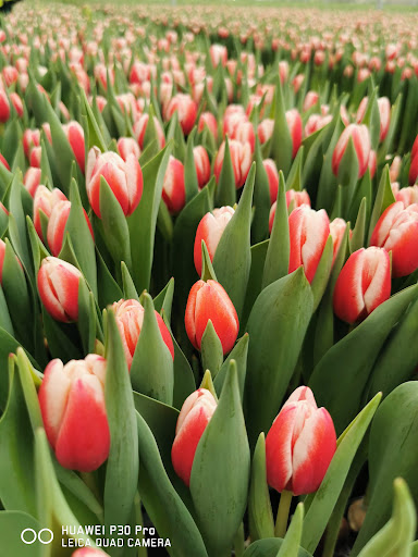 Poplar Farm Flowers Ltd - Thumbnail