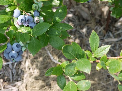 ブルーベリーさっぽろ