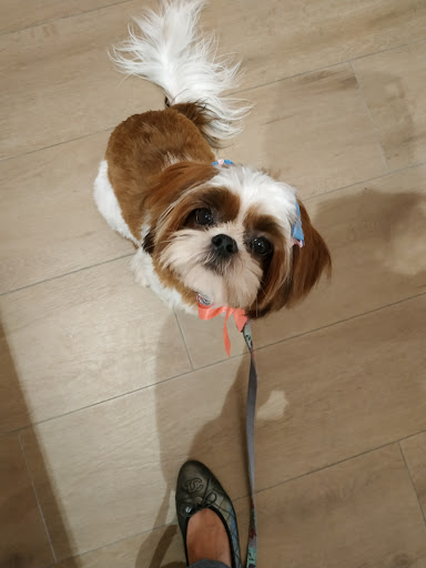 Salone Beauty Dog - Thumbnail