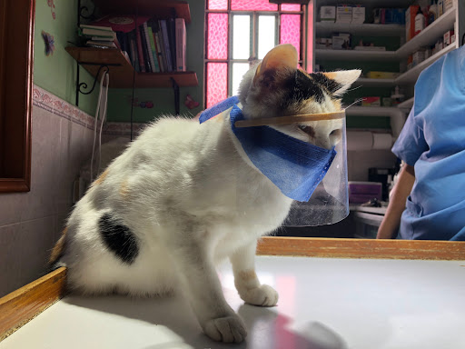 PETVET