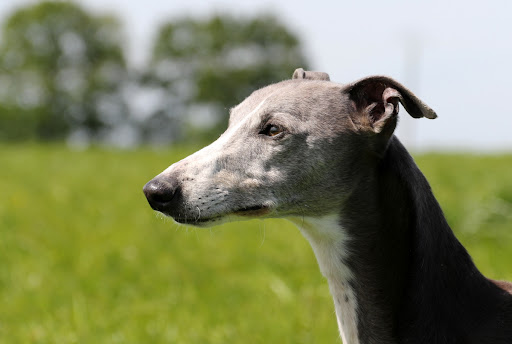 Élevage de Whippet, eleveur professionnel, chiot whippet/lévrier whippet, Loire-Atlantique, en Pays de la Loire, France - Thumbnail