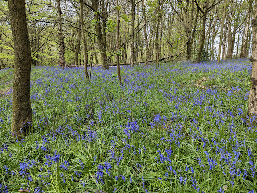 Springpool Wood - Visual