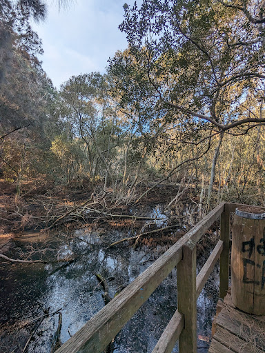 Banksia Field