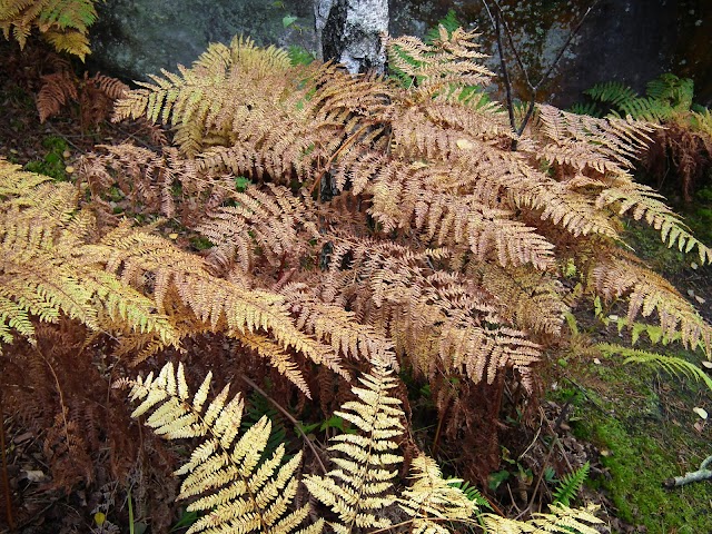 Forêt de Fontainebleau