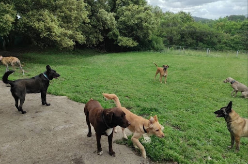 Hotel para perros TXAKURARGI - Centro canino