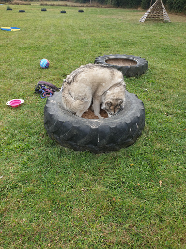 Four Paws Adventure Academy - Thumbnail