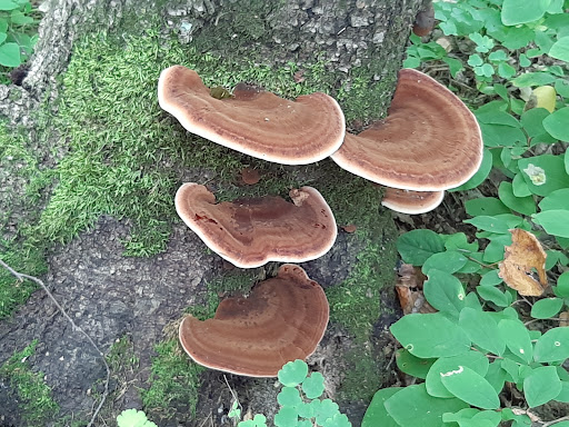 North Country Trail / Tamarac NWR - Pine Lake Parking Area Gallery - United States