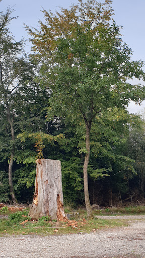 Batzenbaum - Visual