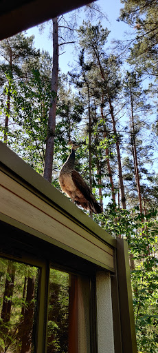 Cottage 523 - Thumbnail