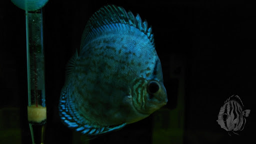 Aquarium Curuá